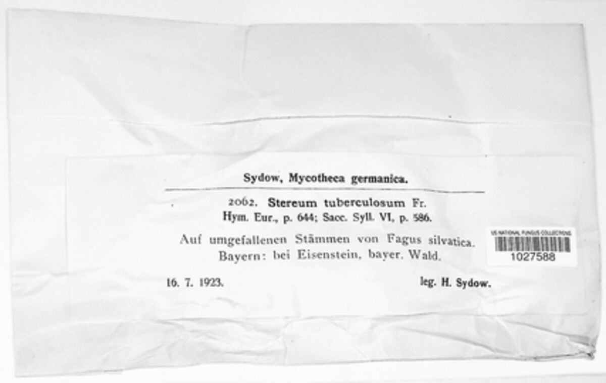 Cystostereaceae image